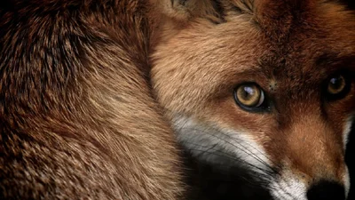 British Wildlife Photography Awards показал лучшие фотографии природы за 10 лет