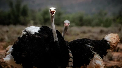Британский страус вызвал в сети фурор, потому что считает себя зеброй