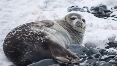 Люди помогли тюленю, который заблудился в городе, и это максимальный уровень доброты