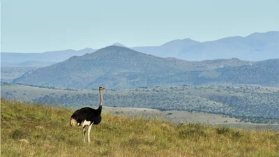 Страус ворвался в гонки велосипедистов и почти победил