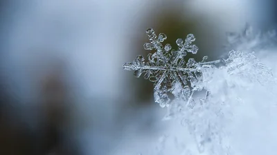 Зима близко: сеть очаровали фото заснеженных Карпат
