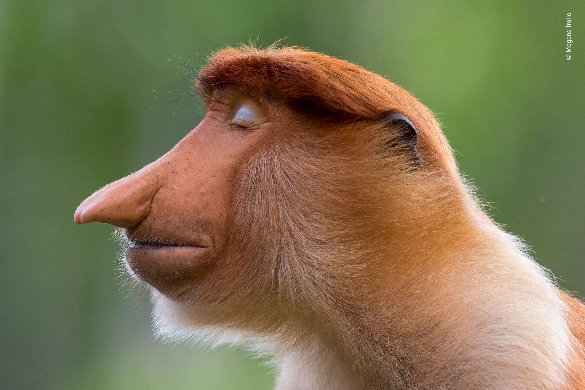 Удачные моменты: объявили лучшие фотографии дикой природы 2020 - 494280 Удачные моменты: объявили лучшие фотографии дикой природы 2020 - фото 494280