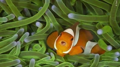 Удачные моменты: объявили лучшие фотографии дикой природы 2020