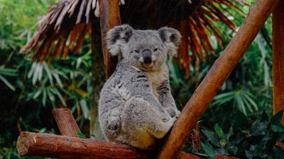 Ты будешь хохотать от ролика со злой коалой, которая просто хотела побыть в одиночестве