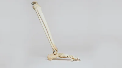 Вчені знайшли у тілі людини новий орган