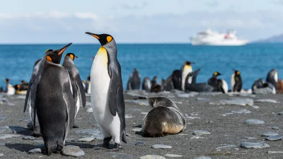 Преступники года: пингвины-геи похитили яйцо в пары пингвинов-лесбиянок