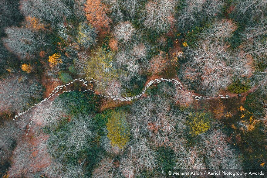 С высоты птичьего полета: победители Aerial Photography Awards 2020 - 495193 С высоты птичьего полета: победители Aerial Photography Awards 2020 - фото 495193