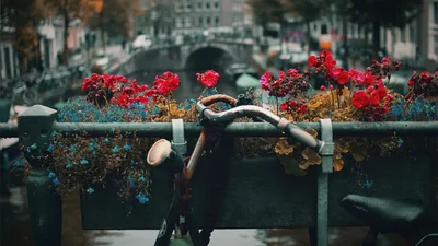 В Амстердаме высадят множество цветов, и все это из-за велосипедистов