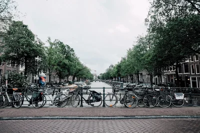 В Амстердаме высадят множество цветов, и все это из-за велосипедистов - фото 495440