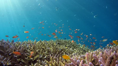 Вблизи Австралии нашли коралловый риф, который выше небоскребов