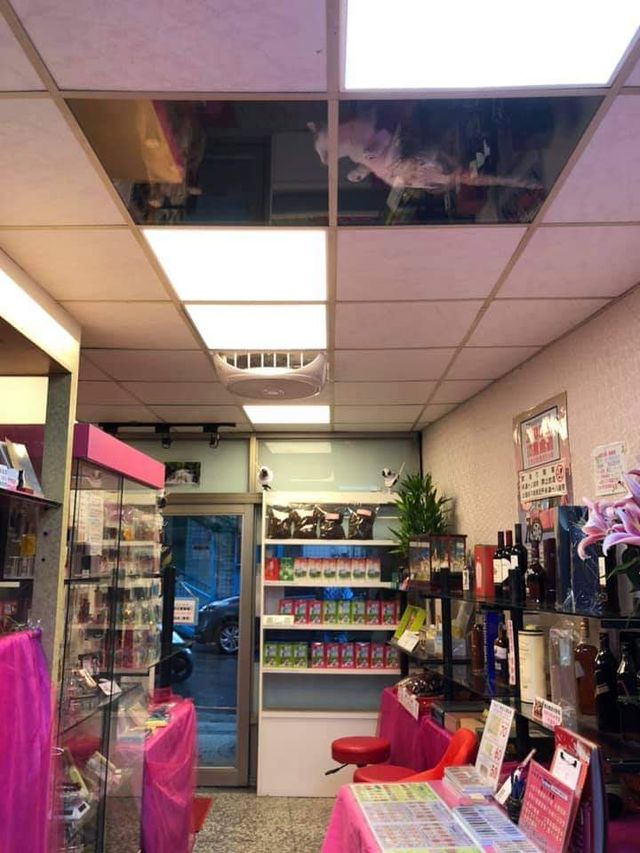 Парень сделал потолок в магазине прозрачным, чтобы котикам было легче наблюдать за людьми - фото 495812