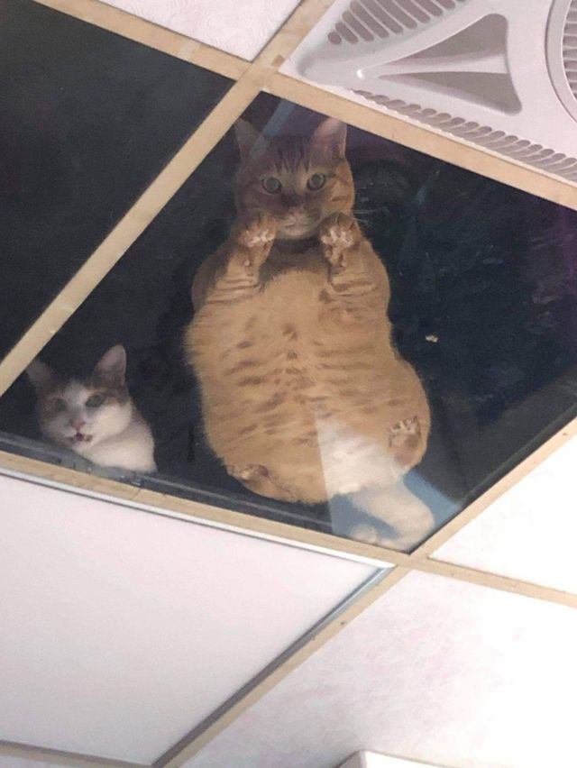 Хлопець зробив стелю в магазині прозорою, аби котикам було легше спостерігати за людьми - фото 495813