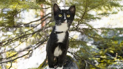 Мишеня вирішило дістати кота, і їх одразу порівняли з Томом і Джеррі