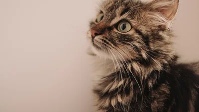 Пользователи хохочут над котом, который пришел домой с долговой запиской