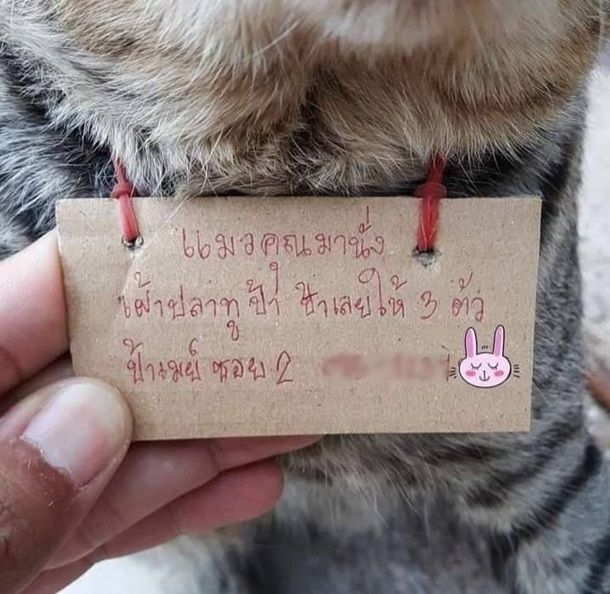 Пользователи хохочут над котом, который пришел домой с долговой запиской - 496058 Пользователи хохочут над котом, который пришел домой с долговой запиской - фото 496058