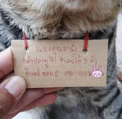 Пользователи хохочут над котом, который пришел домой с долговой запиской - фото 496058
