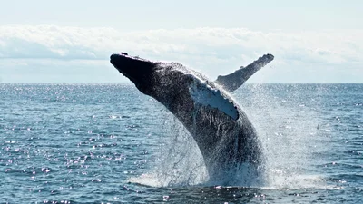 Люди знайшли відео, яким можна лякати інших – на ньому кит ковтає човен