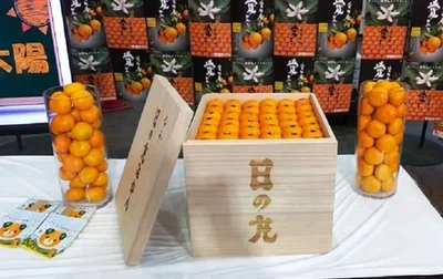 Тают во рту: японцы продали ящик мандаринов за рекордные $9 тысяч - фото 496545