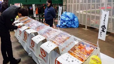 Тают во рту: японцы продали ящик мандаринов за рекордные $9 тысяч - фото 496546