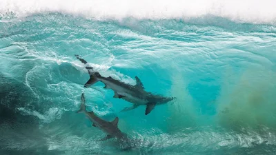 Самые красивые и захватывающие фото океана 2020 года