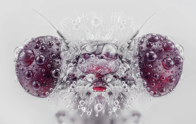 Красота повсюду: победители фотоконкурса International Photography Awards 2020 - фото 496882