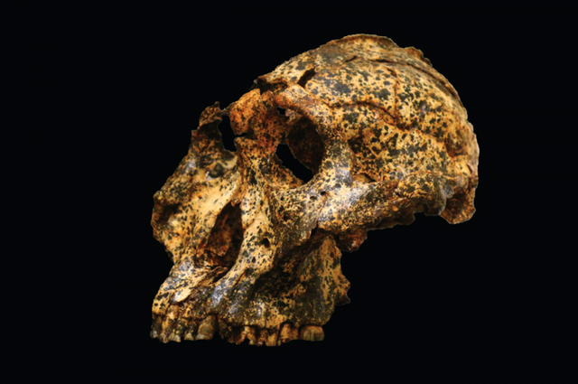 Череп Paranthropus robustus - фото 497137