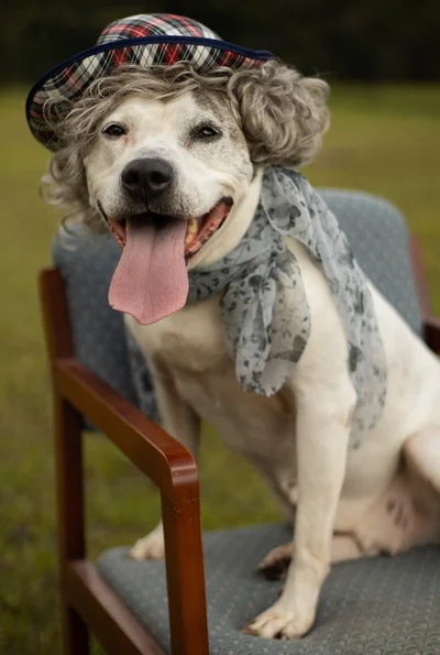 Тебя очаруют эти фото собак в образах милых пенсионеров - фото 497537