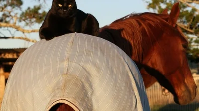 Уникальная дружба: юзеры шокированы историей о коте и коне, которые никогда не расстаются