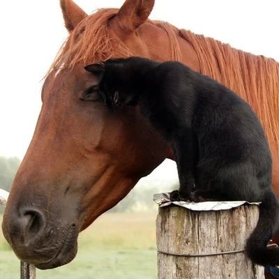 Уникальная дружба: юзеры шокированы историей о коте и коне, которые никогда не расстаются - фото 497548