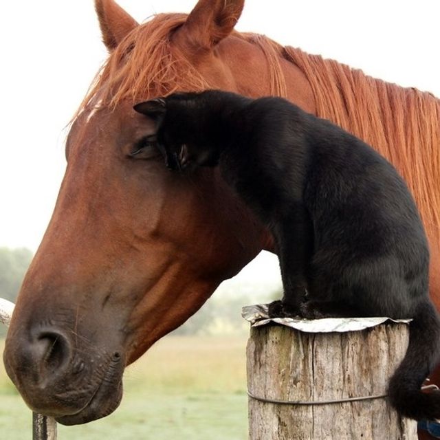 Унікальна дружба: юзери шоковані історією про кота та коня, які ніколи не розлучаються - фото 497548