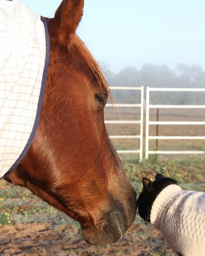 Уникальная дружба: юзеры шокированы историей о коте и коне, которые никогда не расстаются - фото 497550