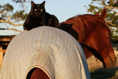 Уникальная дружба: юзеры шокированы историей о коте и коне, которые никогда не расстаются - фото 497552