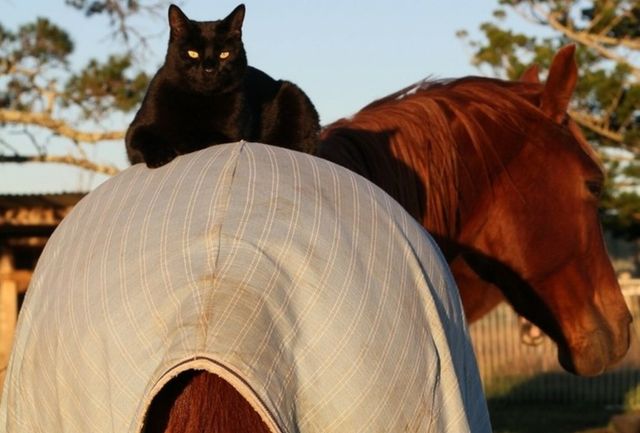 Унікальна дружба: юзери шоковані історією про кота та коня, які ніколи не розлучаються - фото 497552