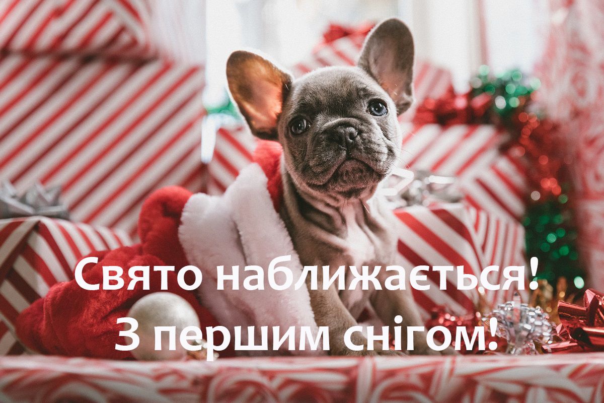Картинки с первым снегом - атмосферные и прикольные открытки - 497566 Картинки с первым снегом - атмосферные и прикольные открытки - фото 497566