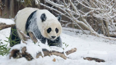 Відео дня: панди відкрили зимовий сезон потішною реакцією на перший сніг