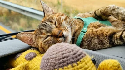 Чоловік та його киця подорожують і роблять такі круті фотки, що починаєш заздрити