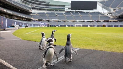 Тебя очарует видео с пингвинами, которые бегают по футбольному полю
