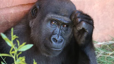 Мережа у захваті від відео з мавпою, яка самостійно прибирає своє житло