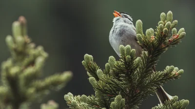 Науковці заявили, що спів птахів піднімає настрій так само, як і гроші