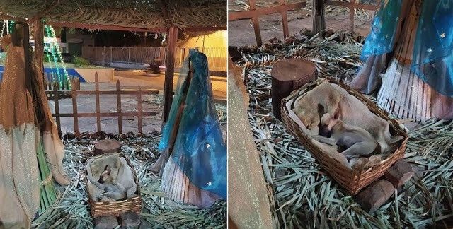 Щенок уснул в рождественском вертепе, а на утро нашел новый дом - 500392 Щенок уснул в рождественском вертепе, а на утро нашел новый дом - фото 500392