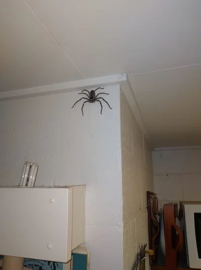 Австралієць рік жив з велетенським павуком, і позаздрити тут можна лише його сміливості - фото 500471
