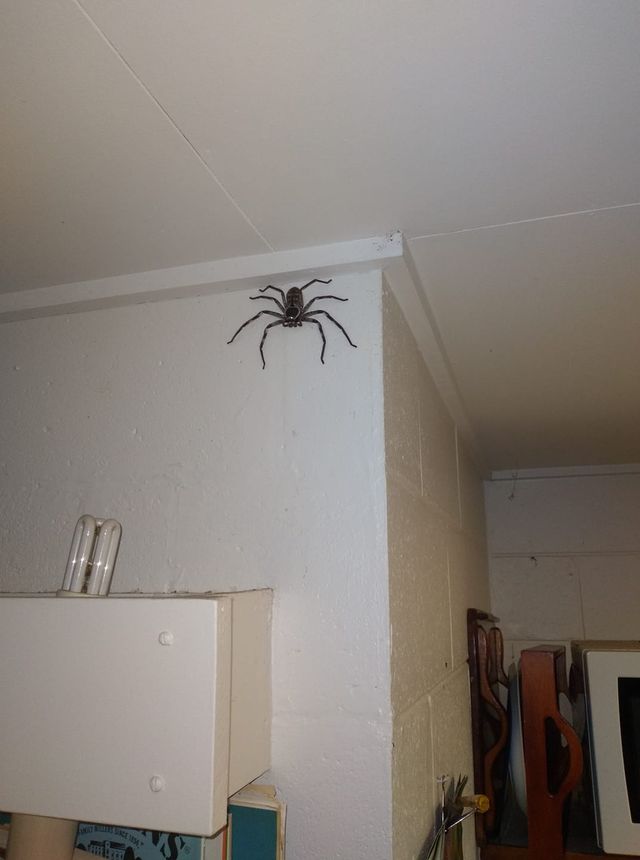 Австралієць рік жив з велетенським павуком, і позаздрити тут можна лише його сміливості - фото 500471