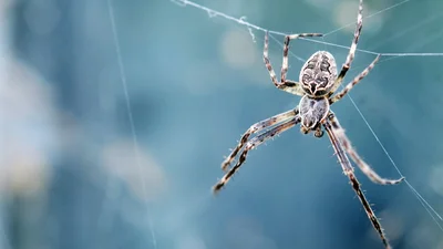 Австралиец год жил с огромным пауком, и позавидовать здесь можно только его смелости