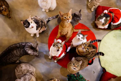 Кошачье кафе в Сеуле нарядило котиков в милых маленьких Санта-Клаусов - фото 500475