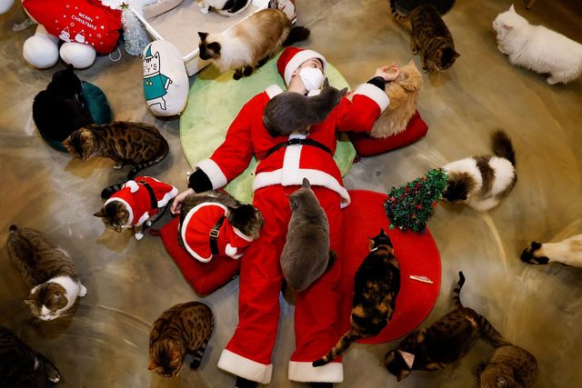 Котяче кафе у Сеулі вбрало котиків у милих маленьких Санта-Клаусів - фото 500476