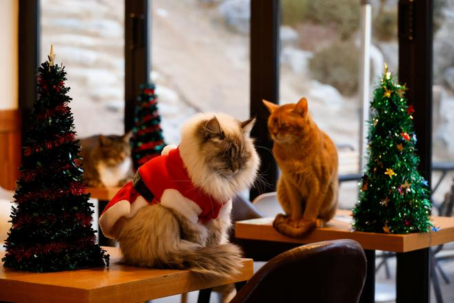 Кошачье кафе в Сеуле нарядило котиков в милых маленьких Санта-Клаусов - фото 500477