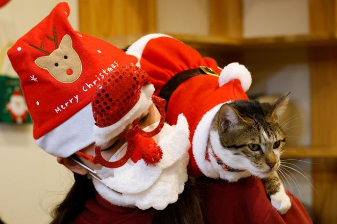 Котяче кафе у Сеулі вбрало котиків у милих маленьких Санта-Клаусів - 500478 Котяче кафе у Сеулі вбрало котиків у милих маленьких Санта-Клаусів - фото 500478