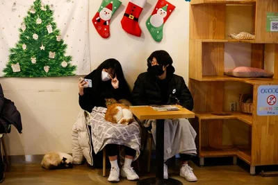 Кошачье кафе в Сеуле нарядило котиков в милых маленьких Санта-Клаусов - фото 500479