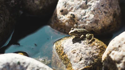 "Пусть квакают в другом месте": француз подал в суд на лягушек и выиграл его