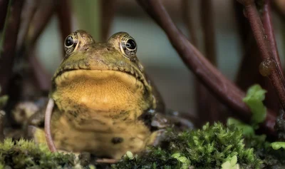 'Квакайте деінде': француз подав у суд на 'балакливих' жаб і виграв його - фото 500521